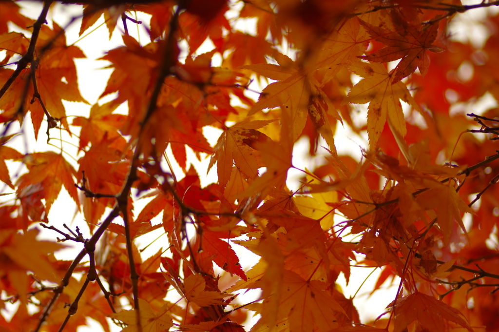 夫婦で紅葉狩り