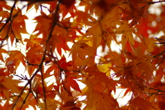 夫婦で紅葉狩り