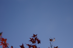 ようやく色づいた庭紅葉