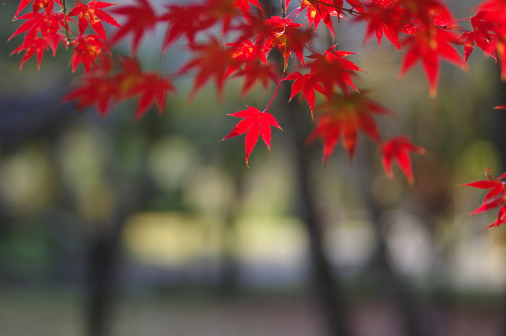 伊藤公記念公園の紅葉