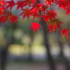 伊藤公記念公園の紅葉