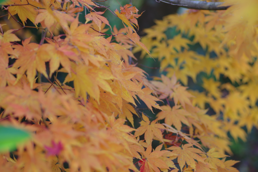 伊藤公記念公園の紅葉