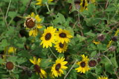 やまぐちフラワーランド