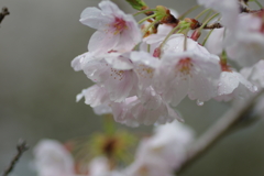 雨上がり一人でお花見