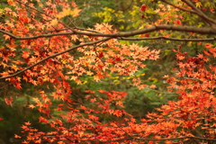 紅葉狩り２０２１