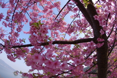 河津桜