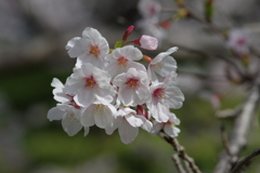 今年の桜は見頃が撮れず