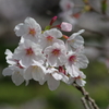 今年の桜は見頃が撮れず