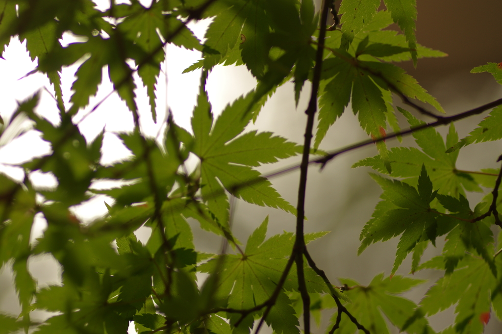 紅葉狩り２０２１