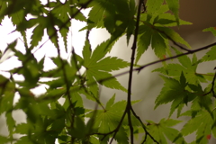 紅葉狩り２０２１