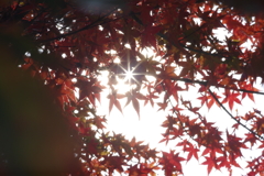 紅葉から覗く光芒