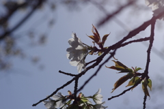 いつもの花見スポットで