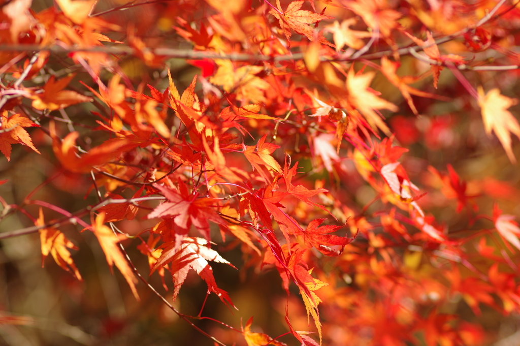 紅葉狩り