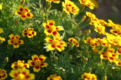 ディスコグラナダ