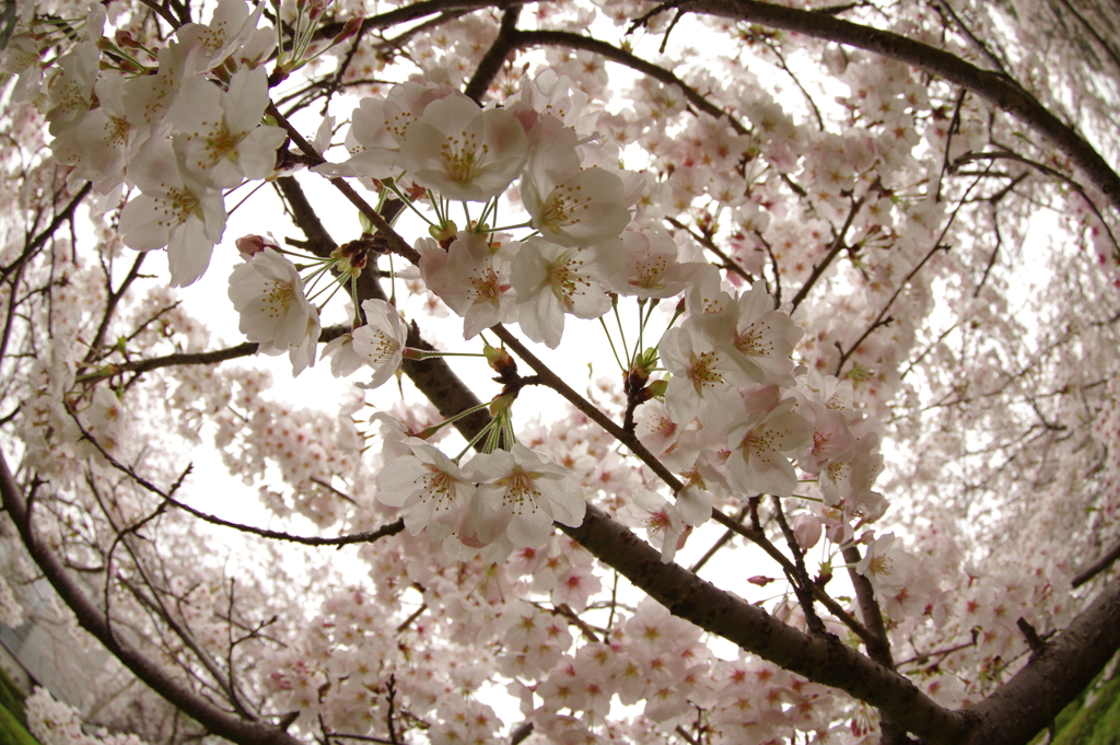 雨上がりお花見2021