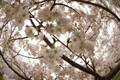 雨上がりお花見2021