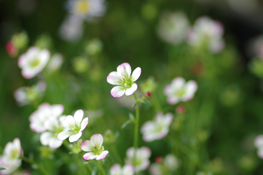 名も知らない花