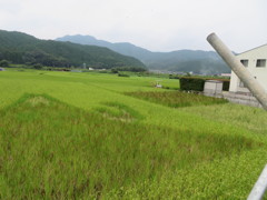 田んぼアート２