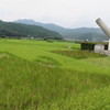 田んぼアート２