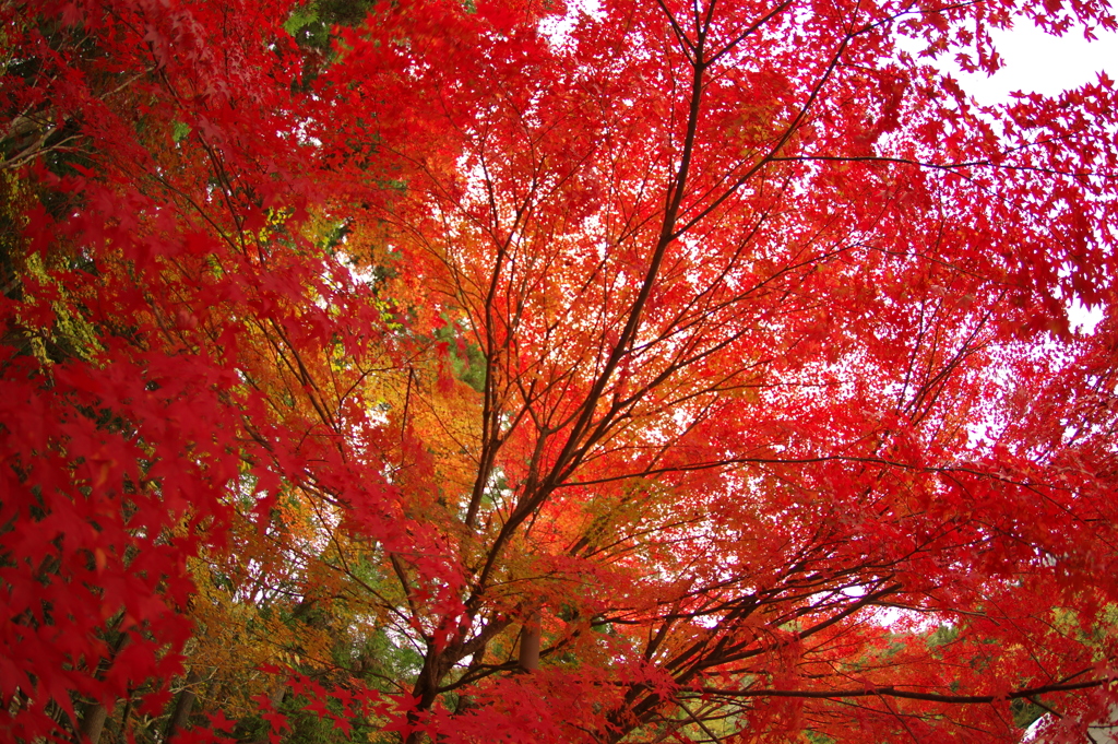 紅葉狩り２０２１