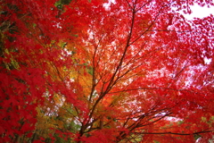 紅葉狩り２０２１