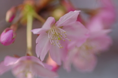 遅咲き河津桜
