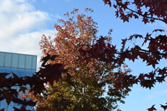 初めての一眼と紅葉W