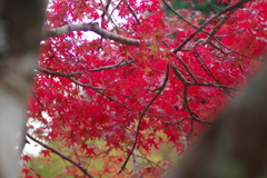 親子で紅葉狩り