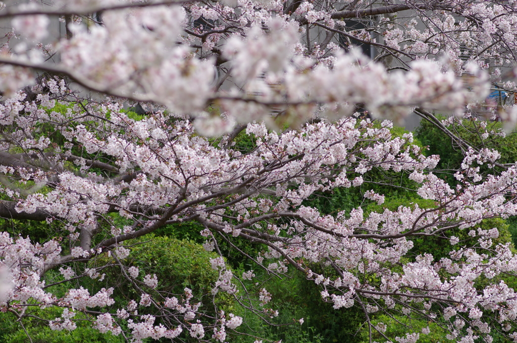 続花見は写真で