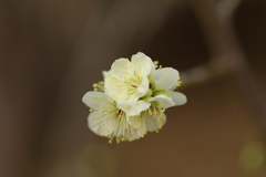 冠梅園