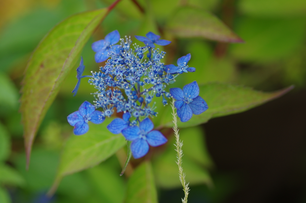 紫陽花は咲いても梅雨入りしない