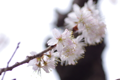 庭の桜