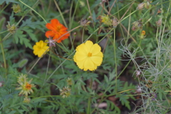 親子で秋桜撮影