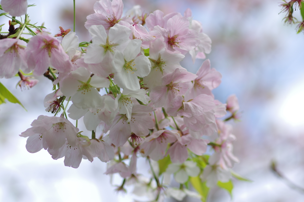 雨上がり一人でお花見