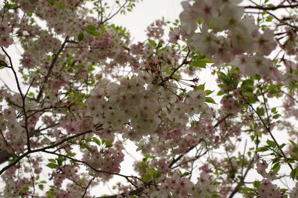 雨上がりお花見2021