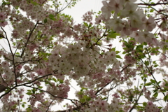 雨上がりお花見2021