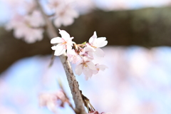親子で花見散歩