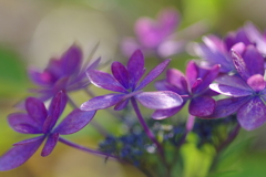 実家の紫陽花