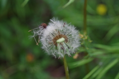 子供を抱えながらの花見