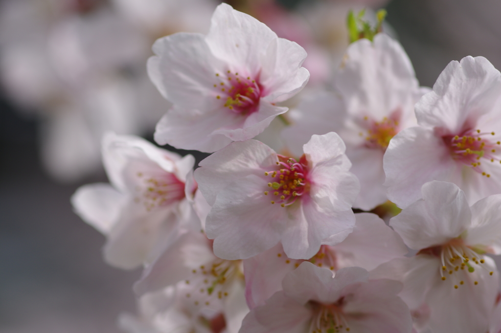 続花見は写真で