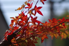 ようやく色づいた庭紅葉