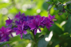 実家の紫陽花