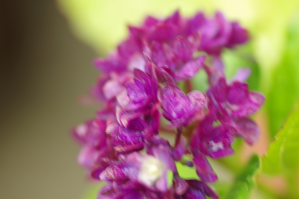 今更紫陽花