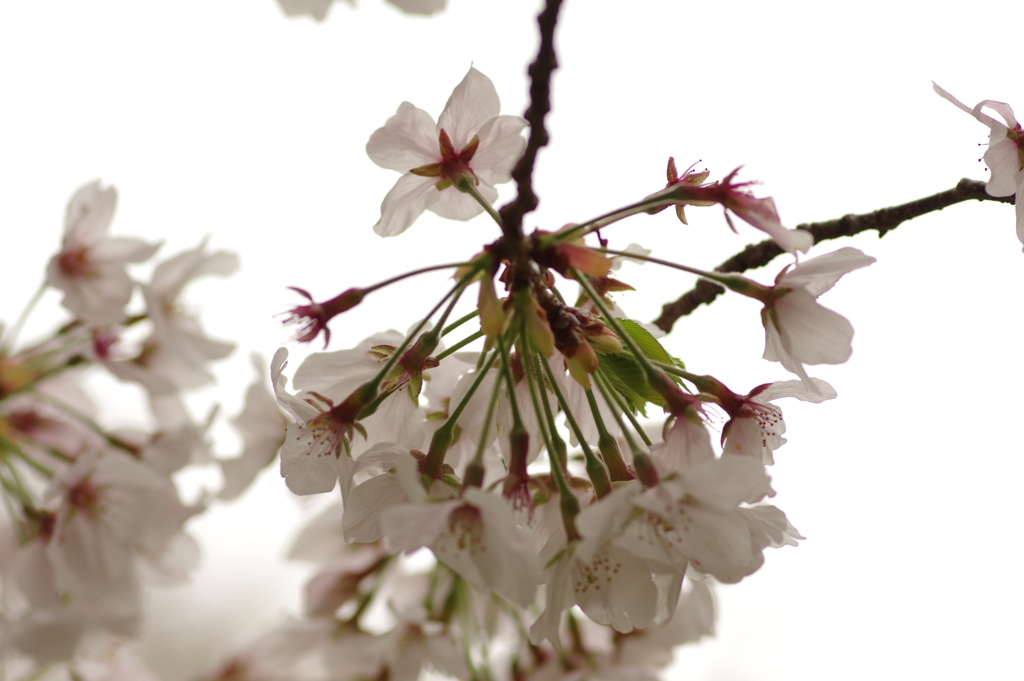 雨上がりお花見2021