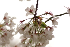 雨上がりお花見2021