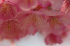 河津桜2020