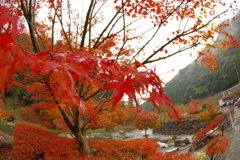 夫婦で紅葉狩り