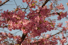 河津桜2020