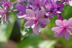 実家庭の紫陽花別日