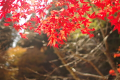 紅葉狩り2020